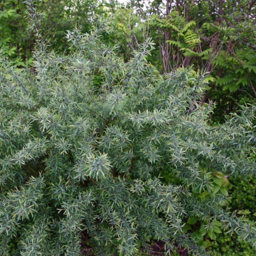 Salix purpurea Nana - Salice rosso nano (Porto)