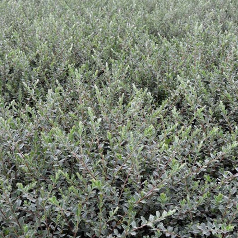 Salix repens Nitida - Salice strisciante (Fogliame)