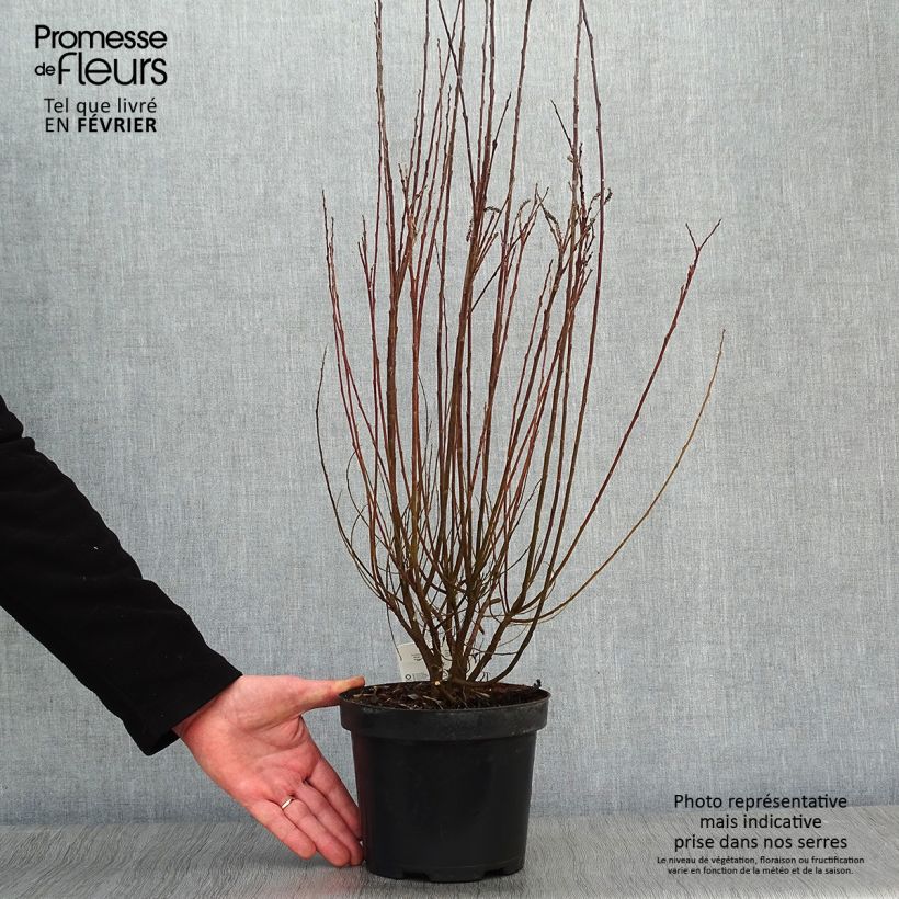 Salix repens - Saule rampant en pot de 2/3L esemplare consegnato in inverno