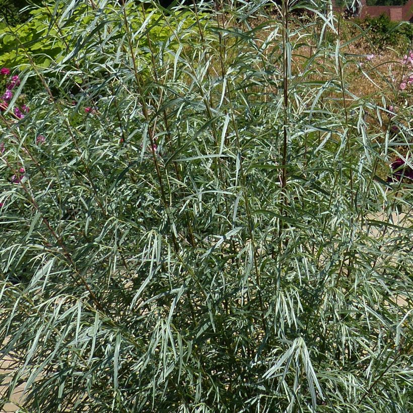 Salix rosmarinifolia - Salice rosmarinifoglio (Fogliame)