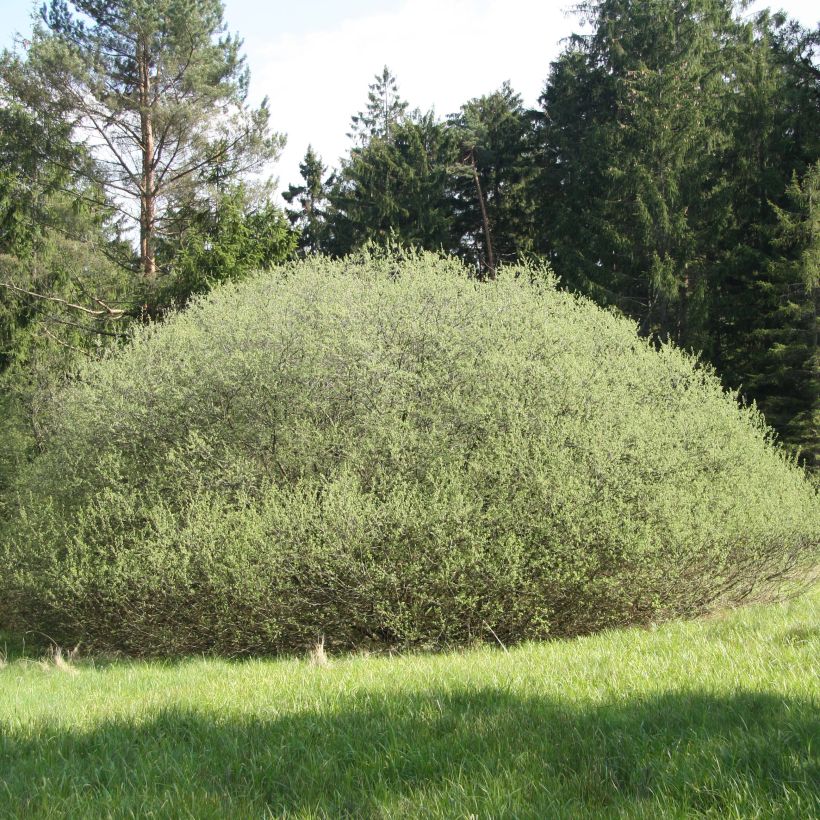 Salix rosmarinifolia - Salice rosmarinifoglio (Porto)