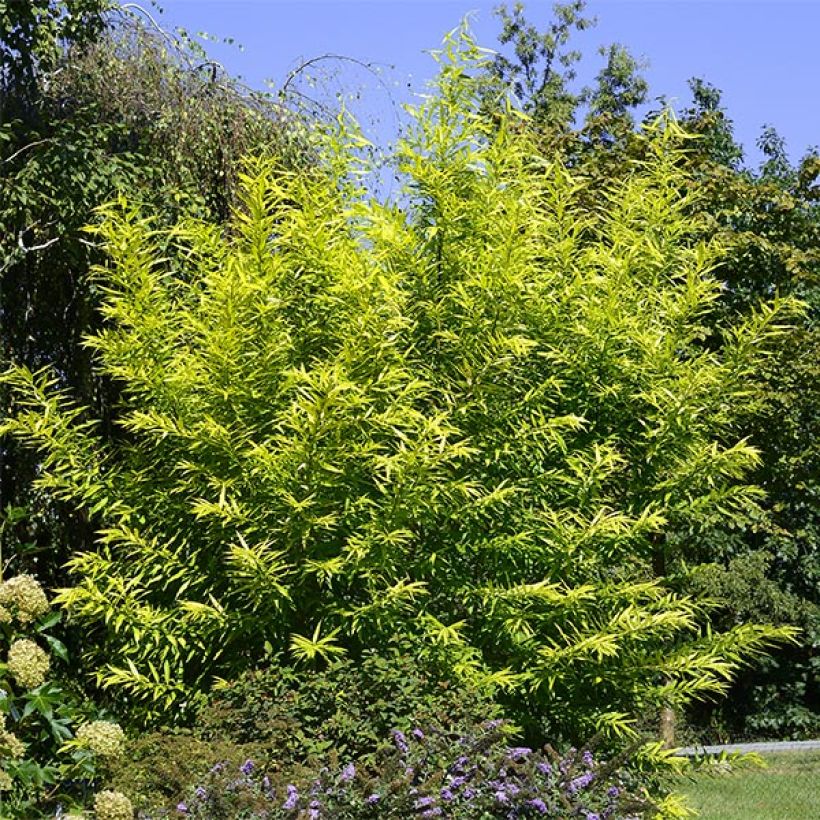 Salix sachalinensis Golden Sunshine - Salice dorato (Porto)