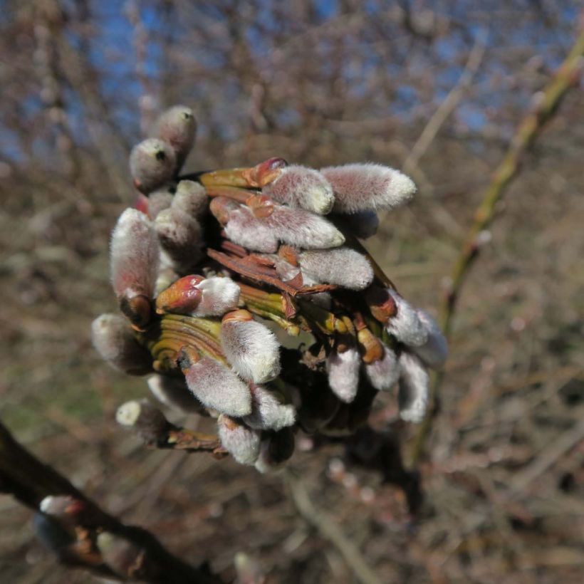 Salix sachalinensis Sekka (Fioritura)