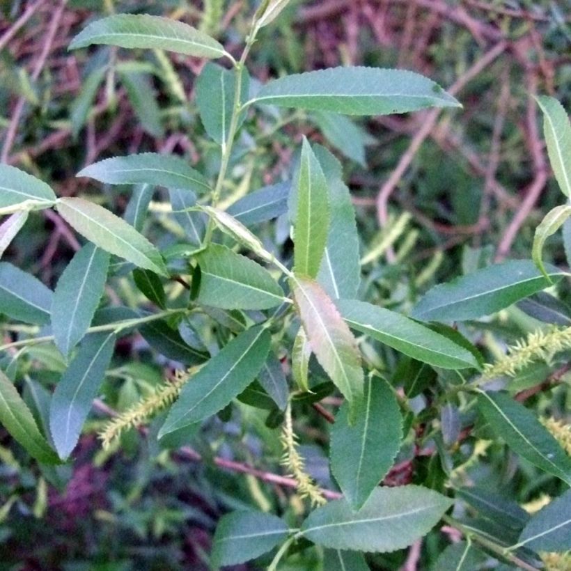 Salix triandra (Fogliame)