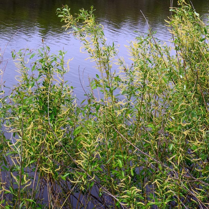 Salix triandra (Porto)