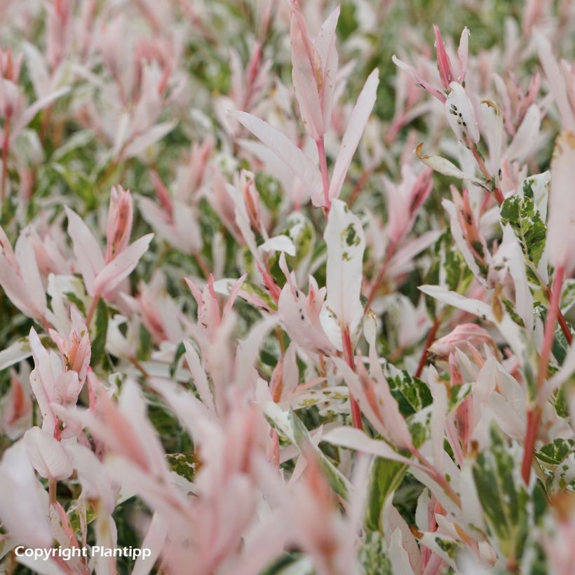 Salix integra Flamingo (Fogliame)