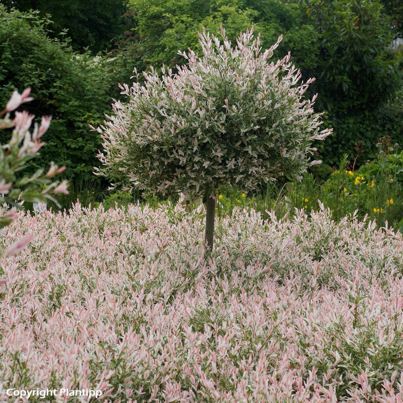 Salix integra Flamingo (Porto)