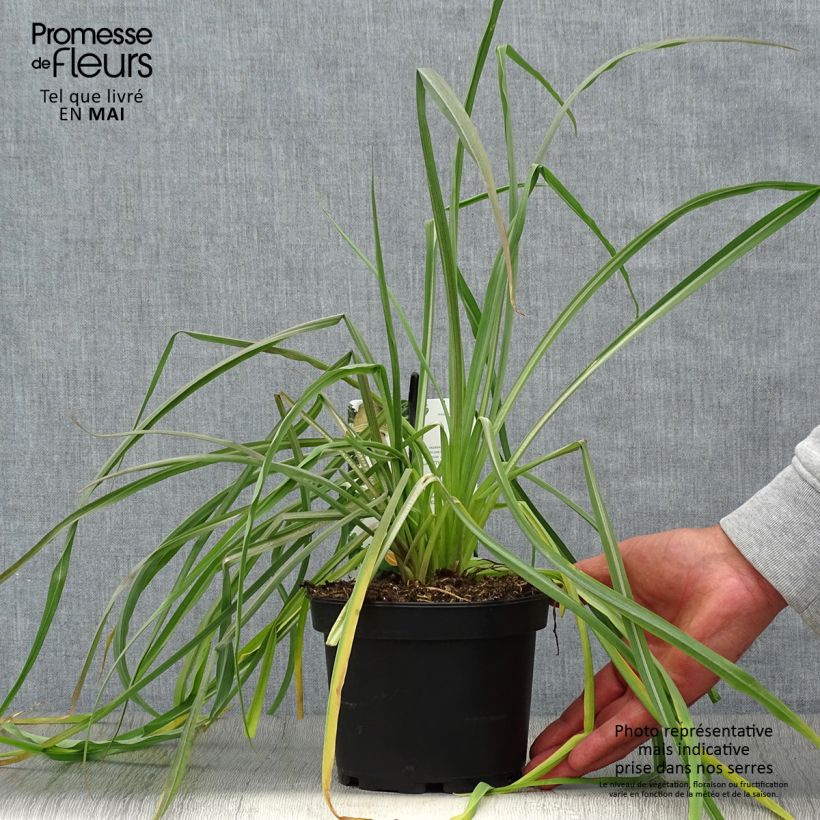 Salsifis cultivé - Tragopogon porrifolius Pot de 1,5L/2L esemplare consegnato in primavera