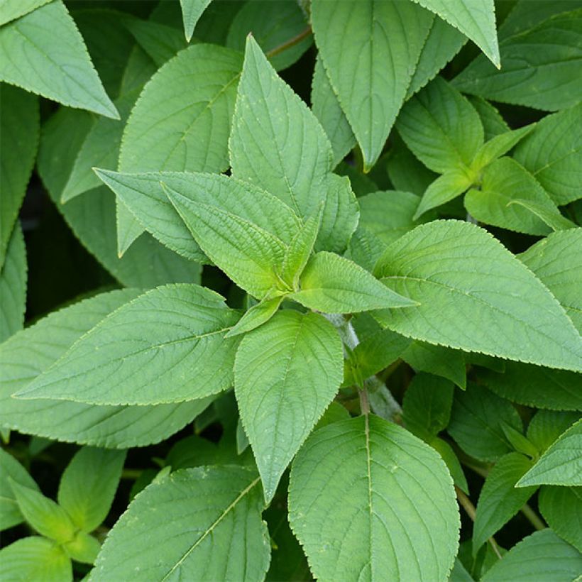 Salvia elegans Ananas - Salvia ananas (Fogliame)