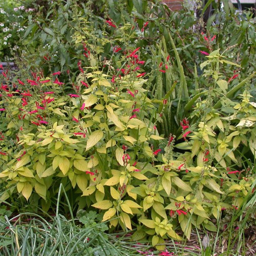 Salvia elegans Golden Delicious - Salvia ananas (Porto)