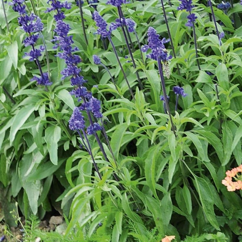 Salvia farinacea Saga bleue (Fogliame)