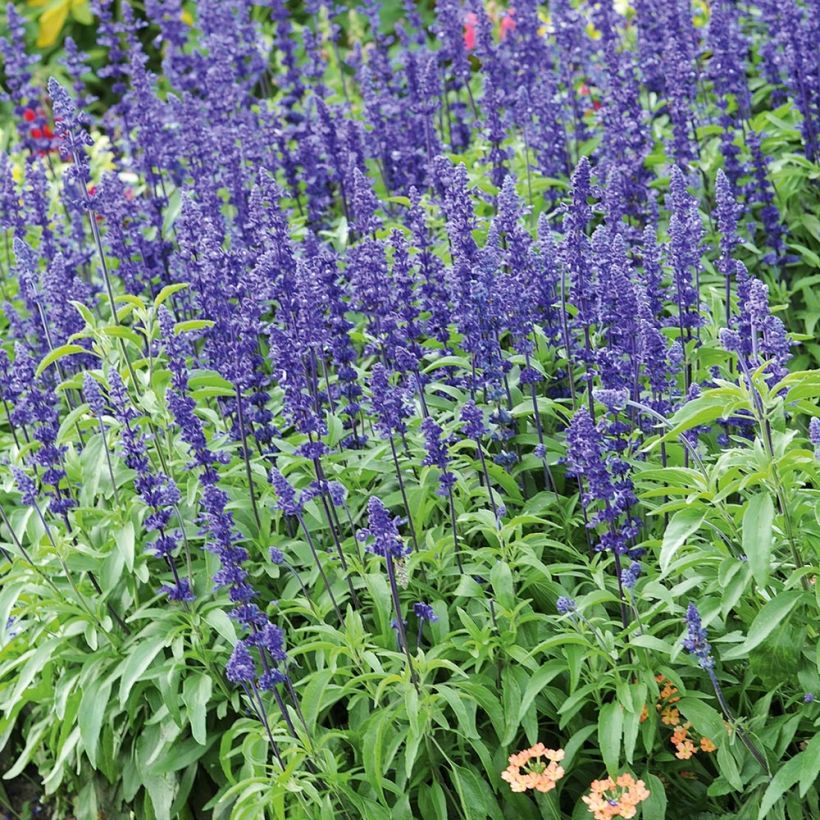 Salvia farinacea Saga bleue (Porto)