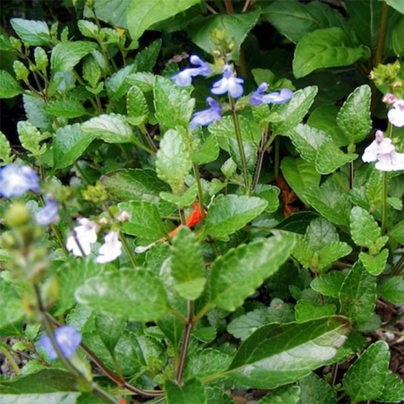 Salvia forreri (Fogliame)