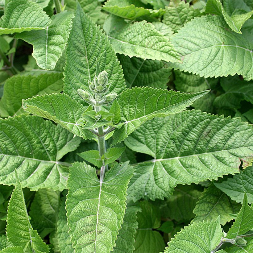 Salvia glutinosa - Salvia vischiosa (Fogliame)