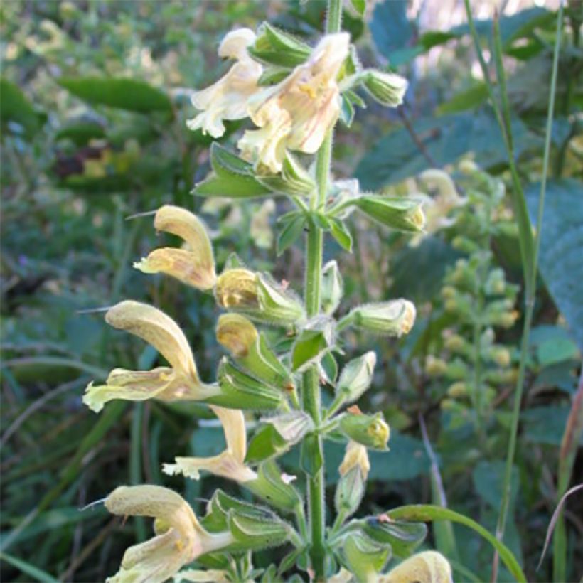 Salvia glutinosa - Salvia vischiosa (Fioritura)