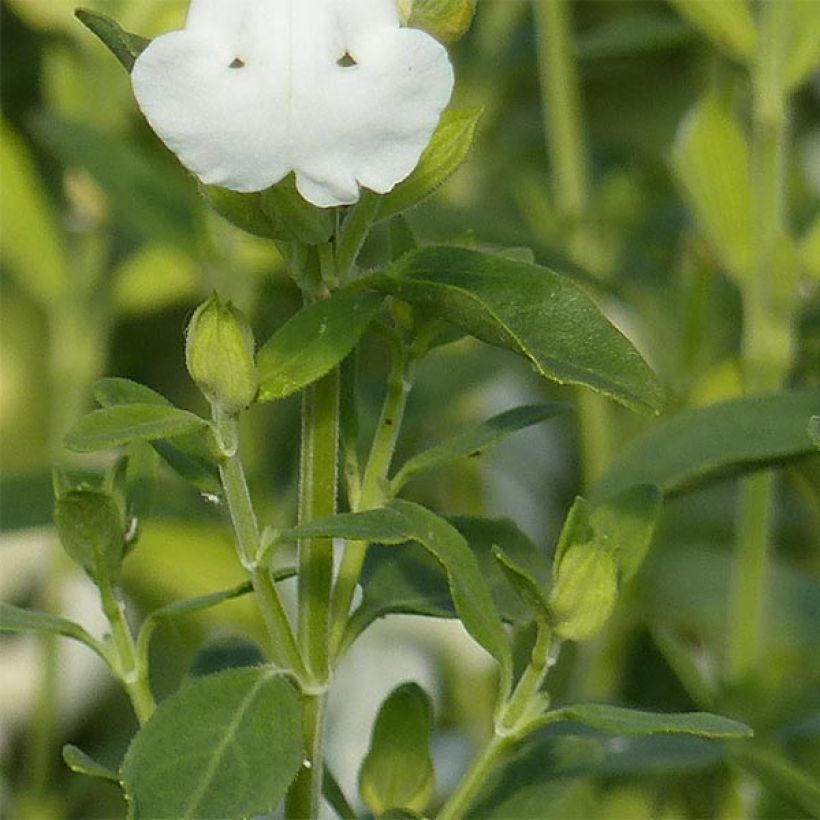 Salvia greggii Alba (Fogliame)