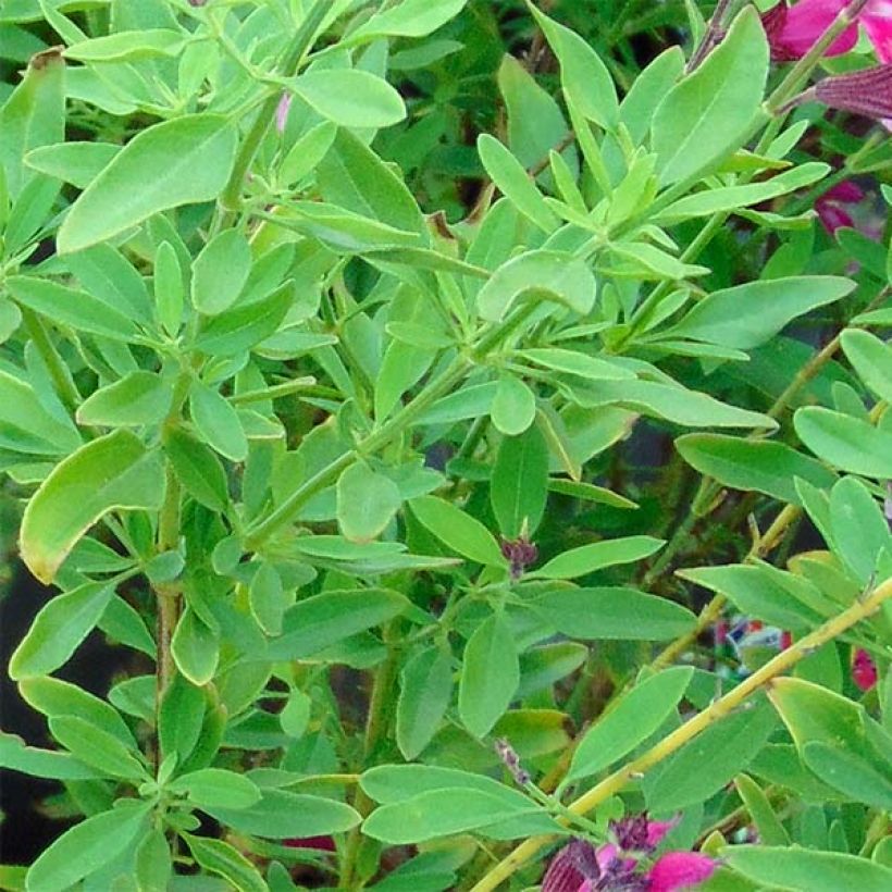 Salvia greggii Icing Sugar (Fogliame)