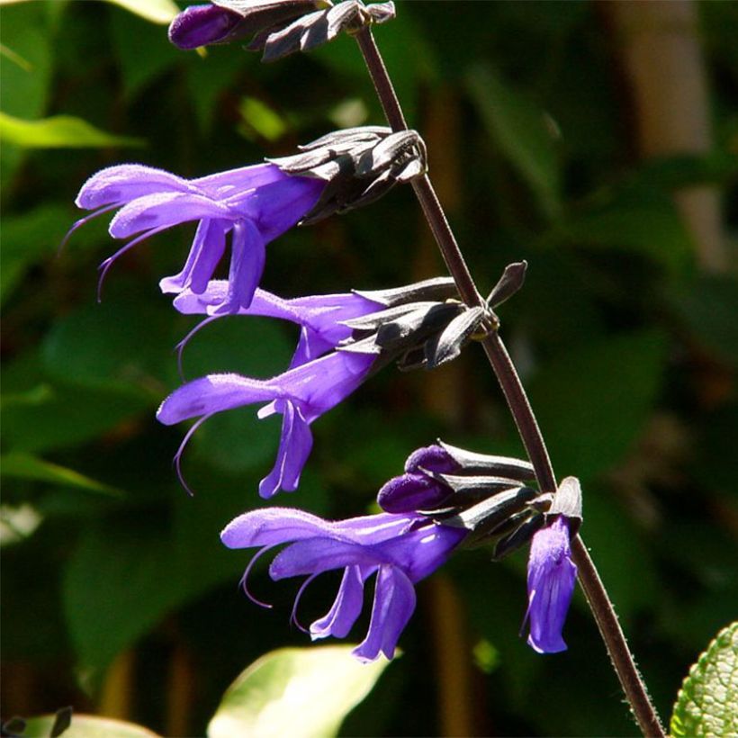 Salvia guaranitica Black and Blue (Fioritura)