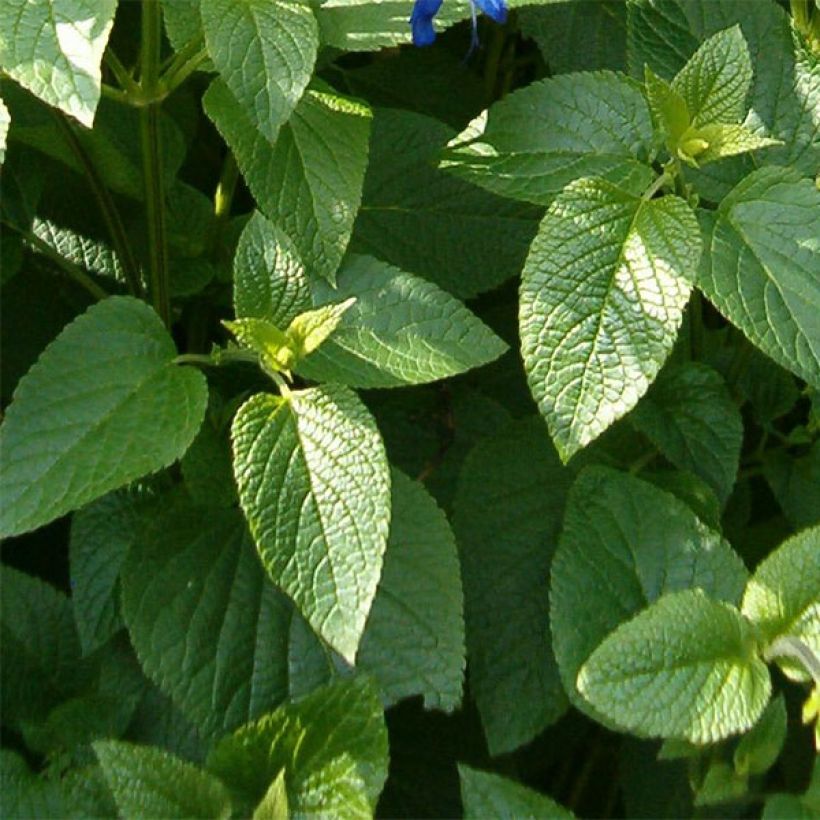 Salvia guaranitica Black and Blue (Fogliame)