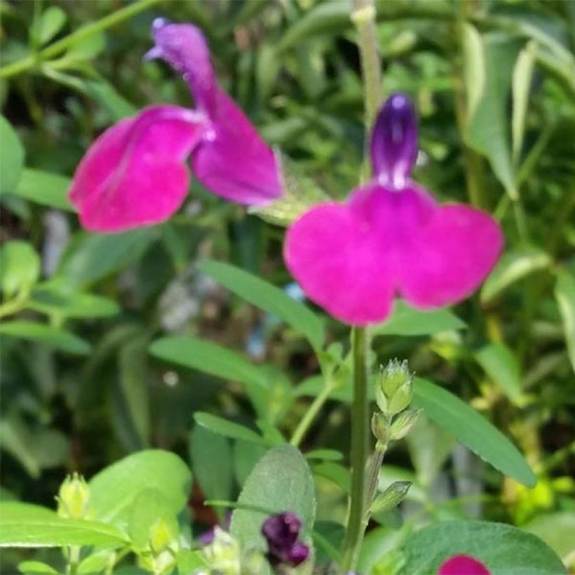 Salvia jamensis Violette de Loire - Salvia arbustiva (Fioritura)