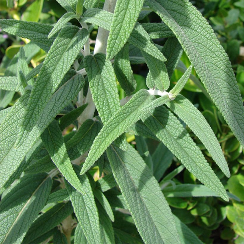 Salvia leucantha - Salvia a fiori bianchi (Fogliame)