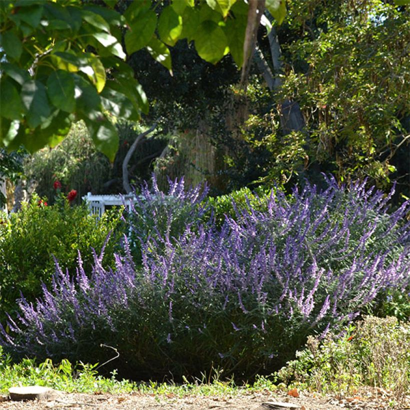 Salvia leucantha - Salvia a fiori bianchi (Porto)