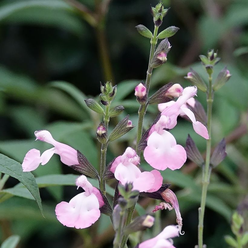 Salvia microphylla Anduus - Salvia arbustiva (Fioritura)