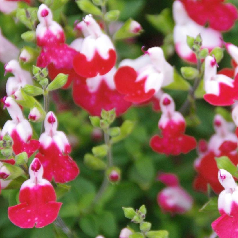 Salvia microphylla Little Kiss - Salvia arbustiva (Fioritura)