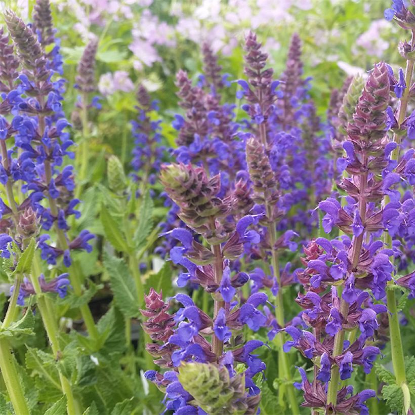 Salvia nemorosa April Night (Fioritura)