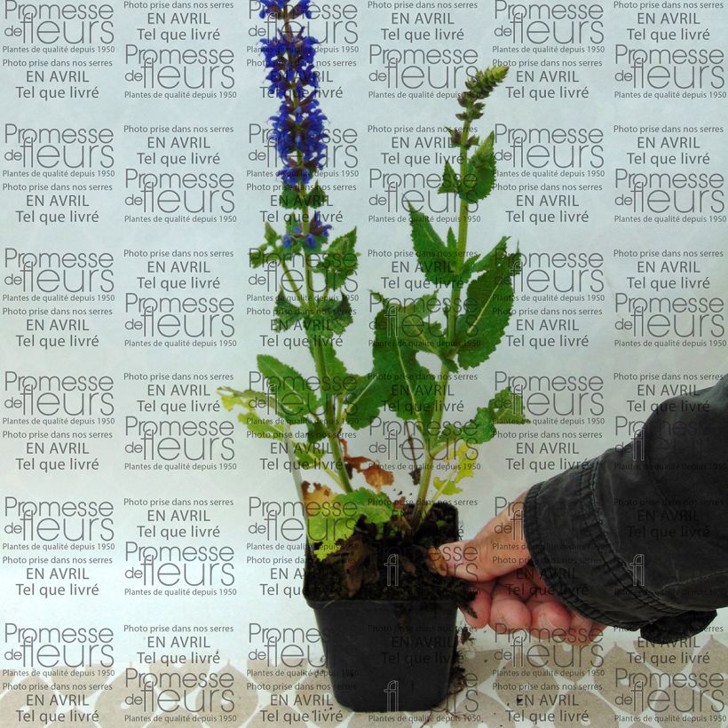 Esempio di esemplare Salvia nemorosa April Night - Sauge des bois Godet de 9cm come consegnato