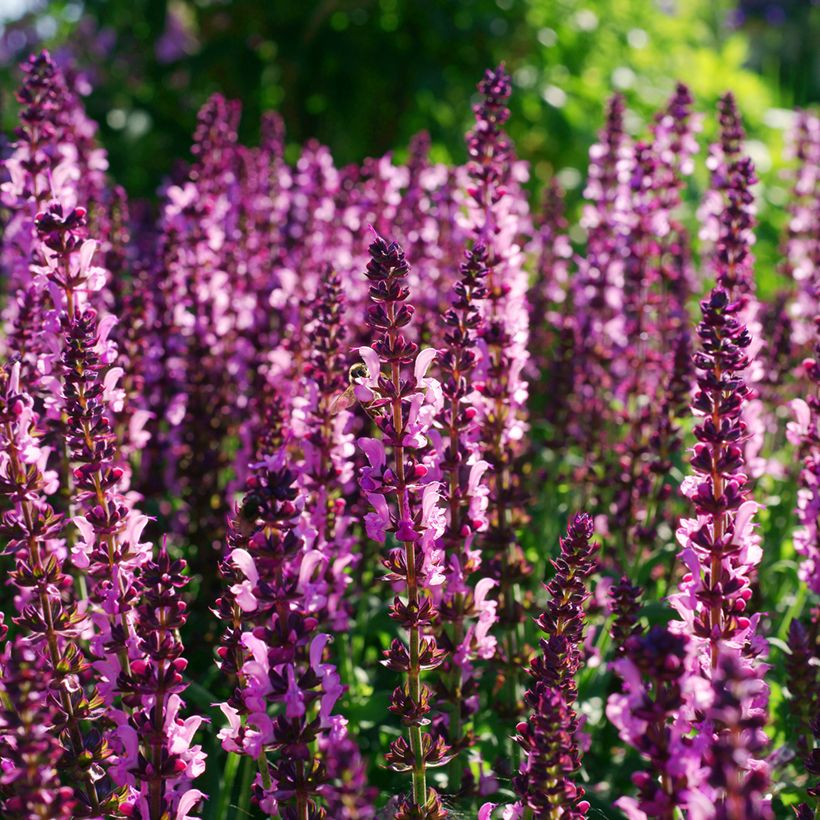 Salvia sylvestris Lyrical Rose (Fioritura)