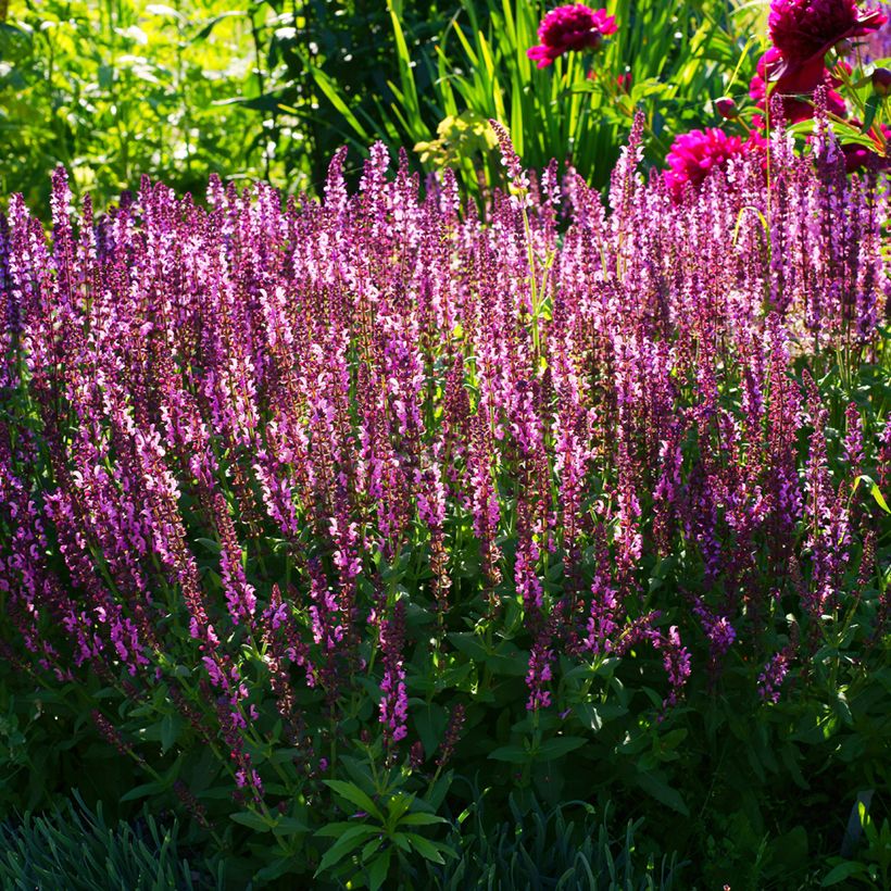 Salvia sylvestris Lyrical Rose (Porto)