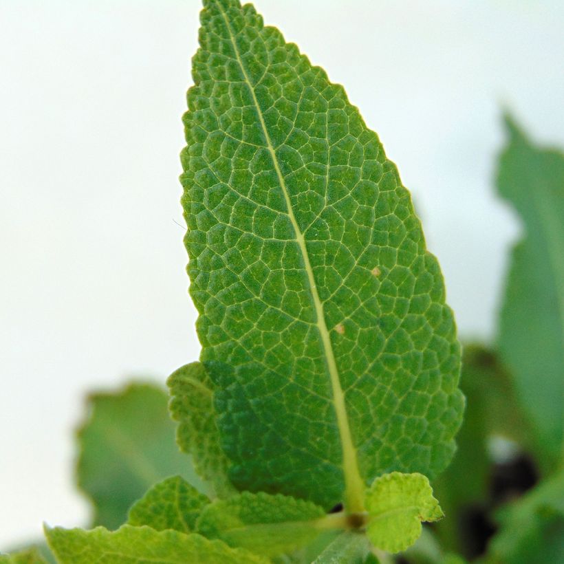 Salvia nemorosa Mainacht (Fogliame)