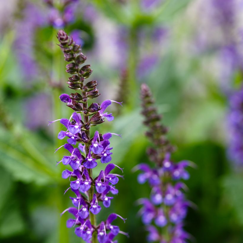 Salvia nemorosa Mainacht (Fioritura)