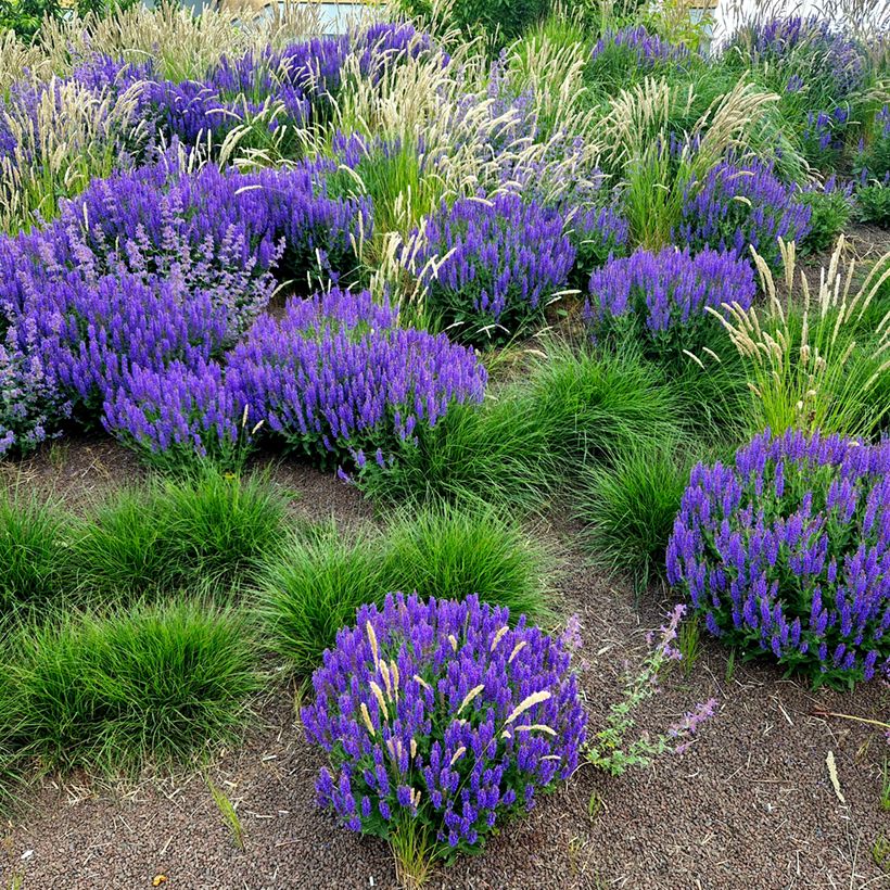 Salvia nemorosa Mainacht (Porto)