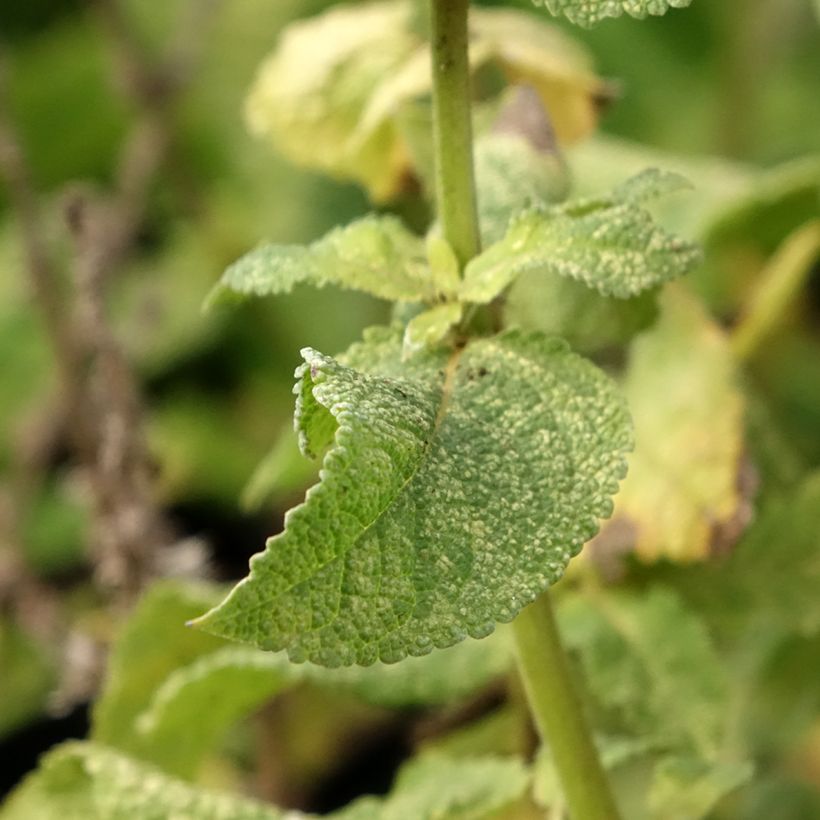 Salvia nemorosa Marcus (Fogliame)