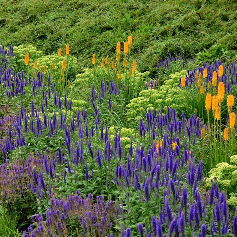 Salvia nemorosa Ostfriesland (Porto)