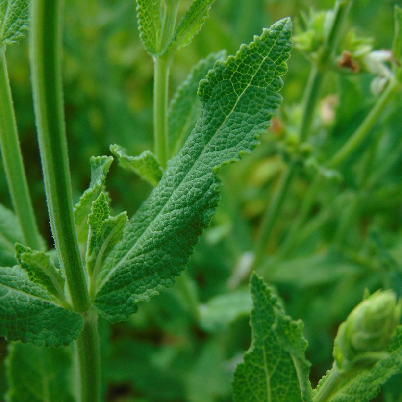 Salvia nemorosa Schneehügel (Fogliame)