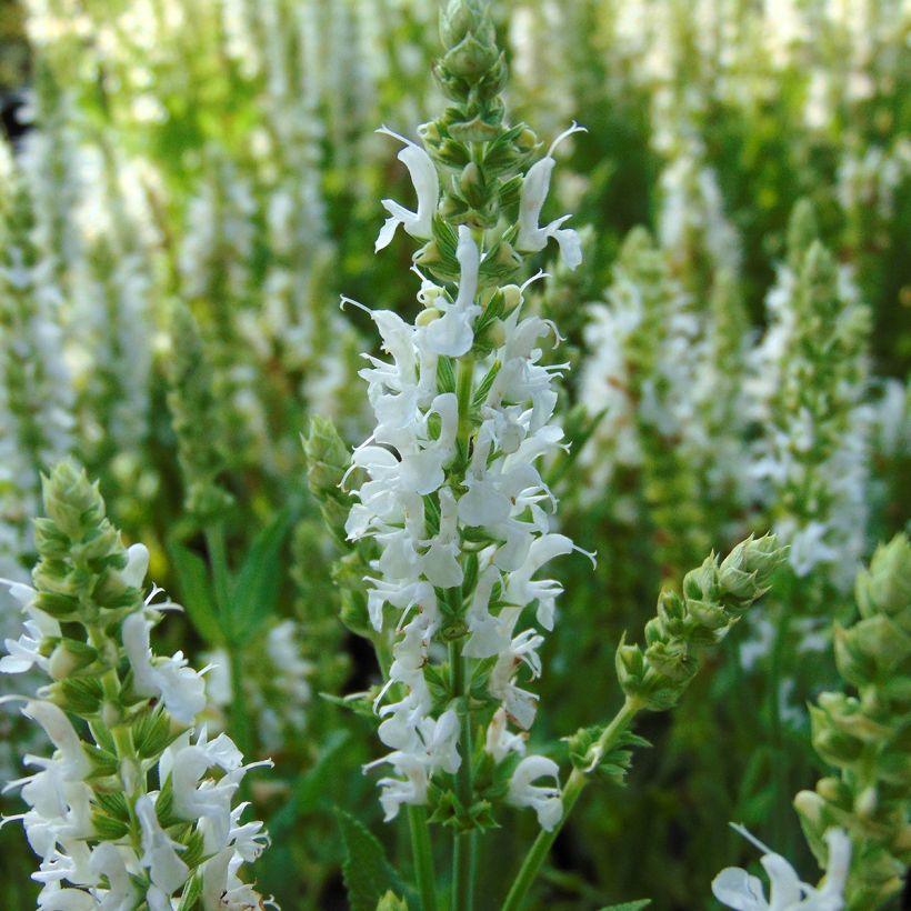 Salvia nemorosa Schneehügel (Fioritura)