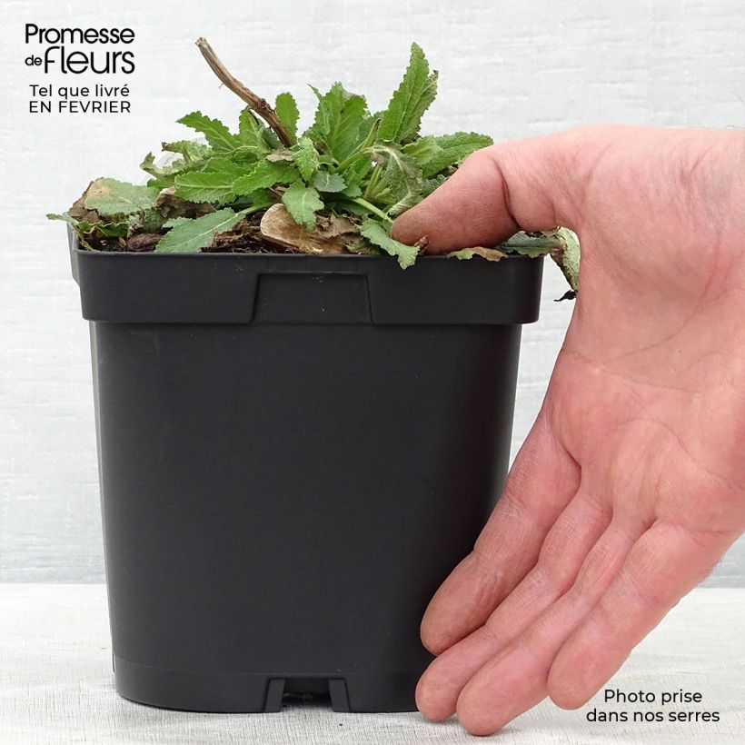 Salvia nemorosa Schneehügel - Sauge des bois en pot de 2/3 litres esemplare consegnato in inverno