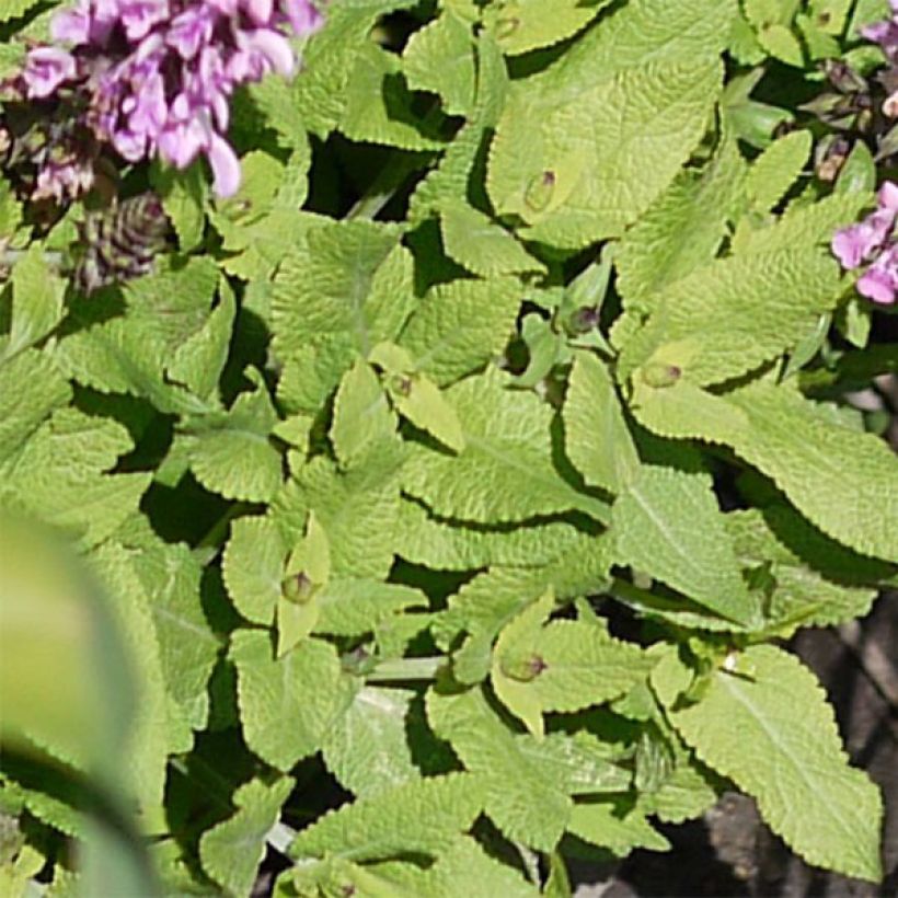 Salvia nemorosa Sensation Rose (Fogliame)