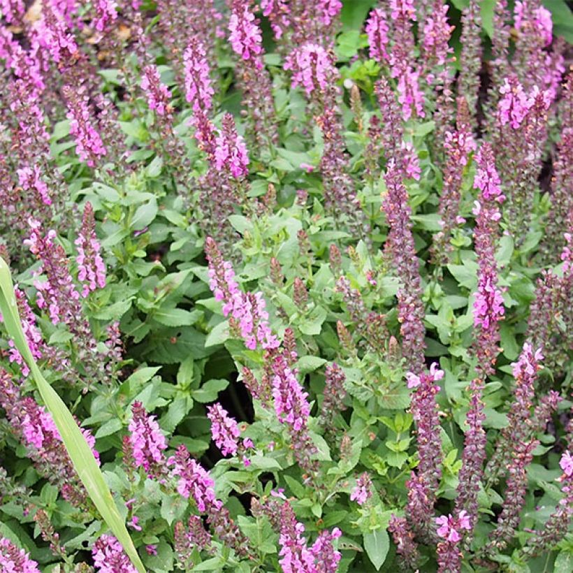 Salvia nemorosa Sensation Rose (Fioritura)