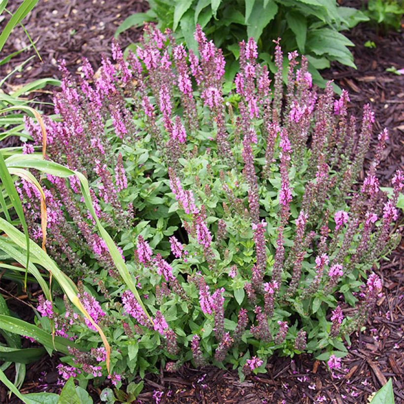 Salvia nemorosa Sensation Rose (Porto)