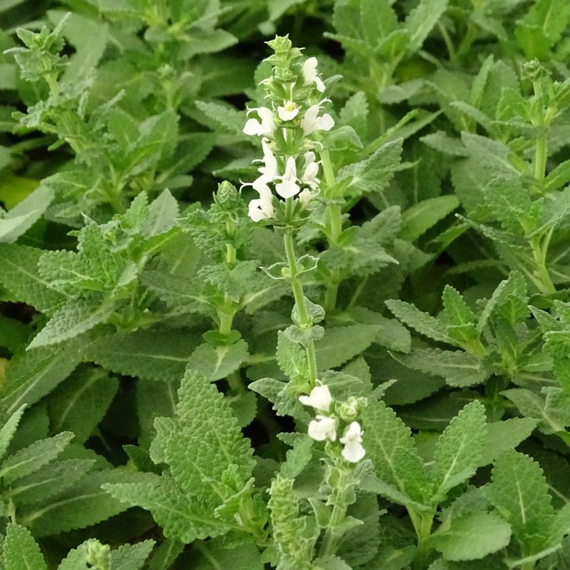 Salvia nemorosa Sensation White (Fioritura)