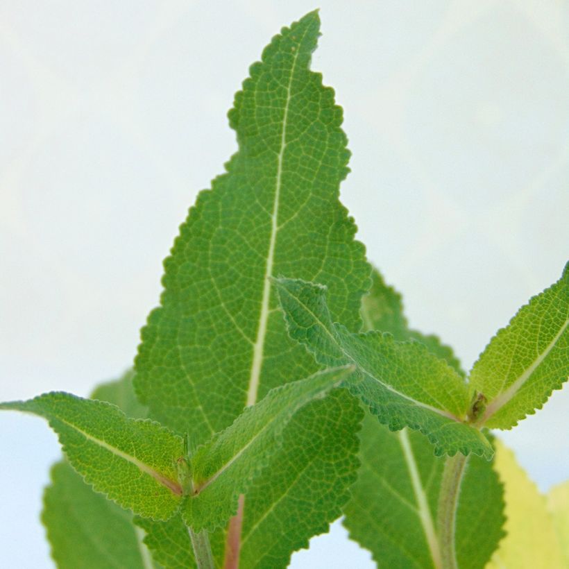 Salvia nemorosa Serenade (Fogliame)