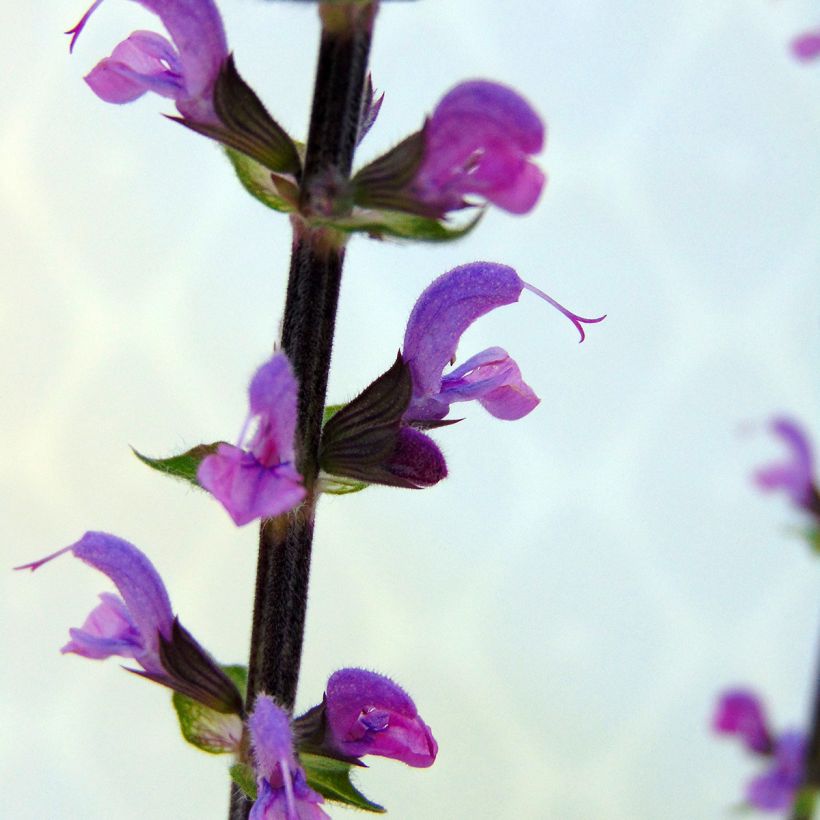 Salvia nemorosa Serenade (Fioritura)