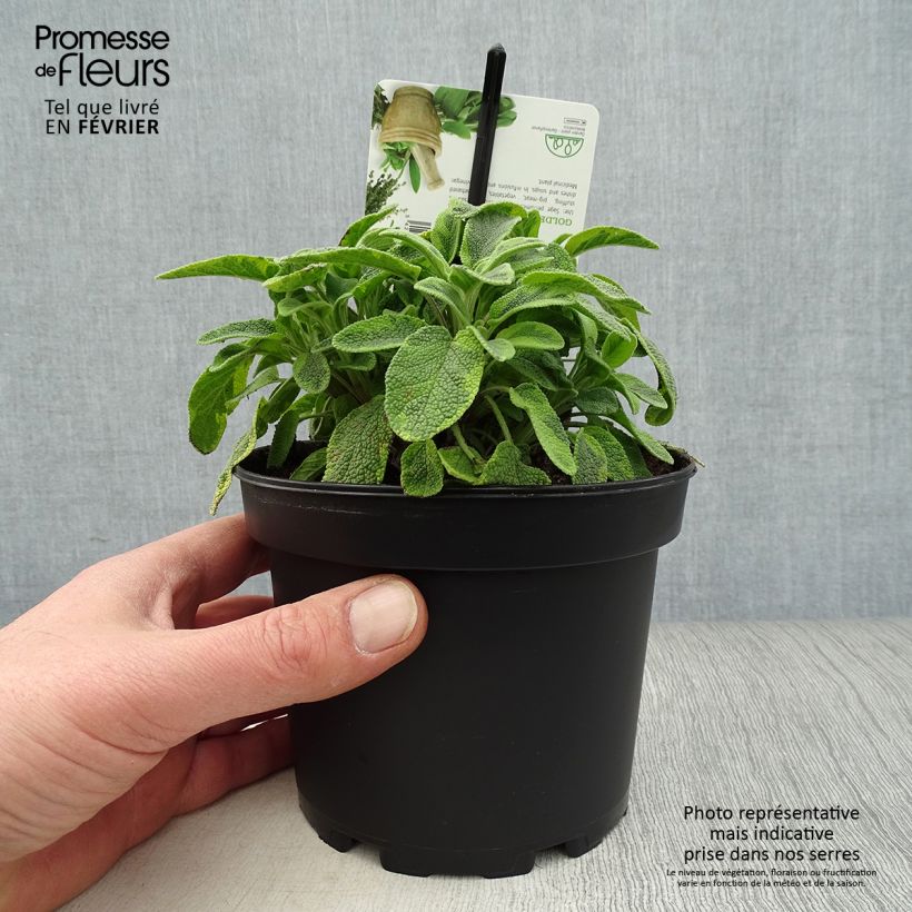 Salvia officinalis Icterina - Sauge officinale Icterina - Pot de 1.5L/2L esemplare consegnato in inverno