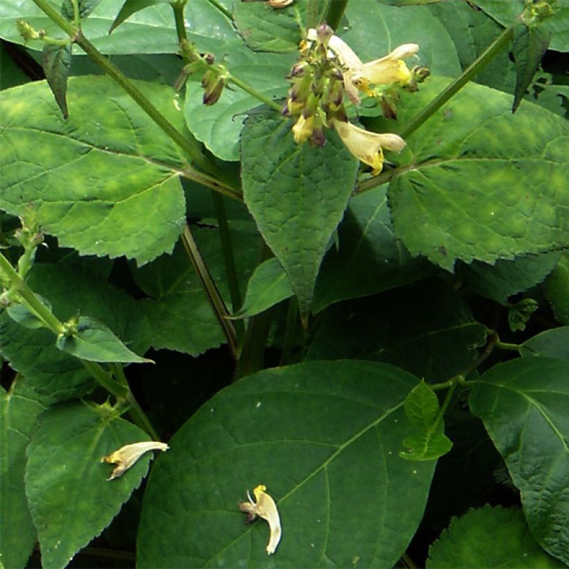 Salvia omeiana (Fogliame)