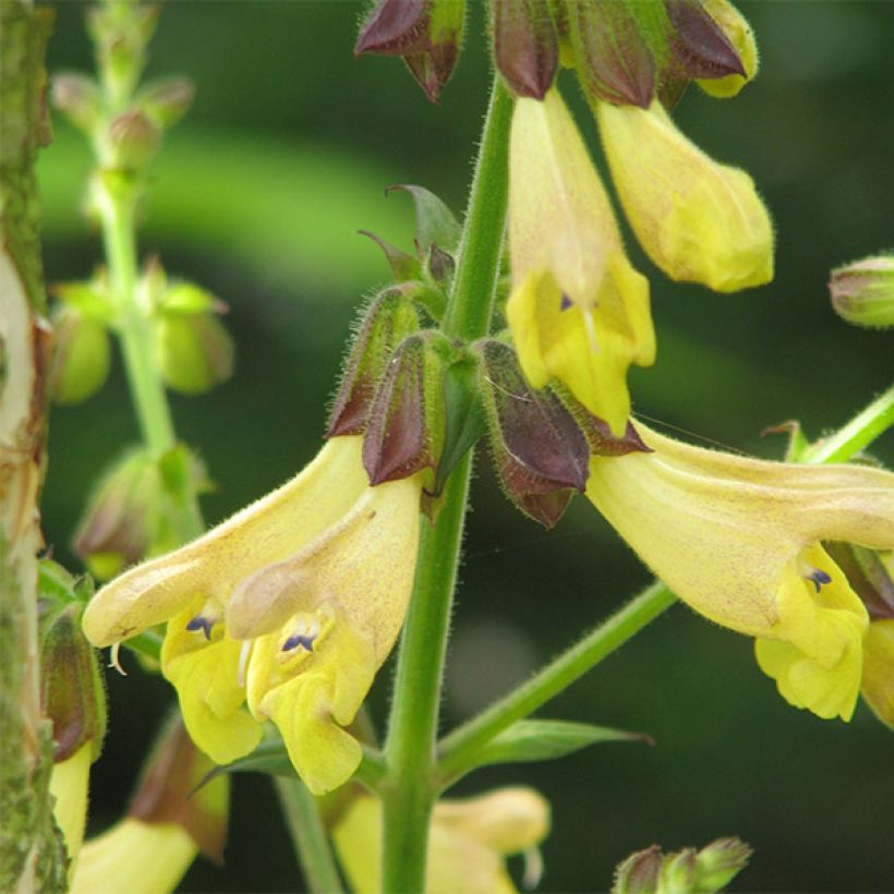 Salvia omeiana (Fioritura)