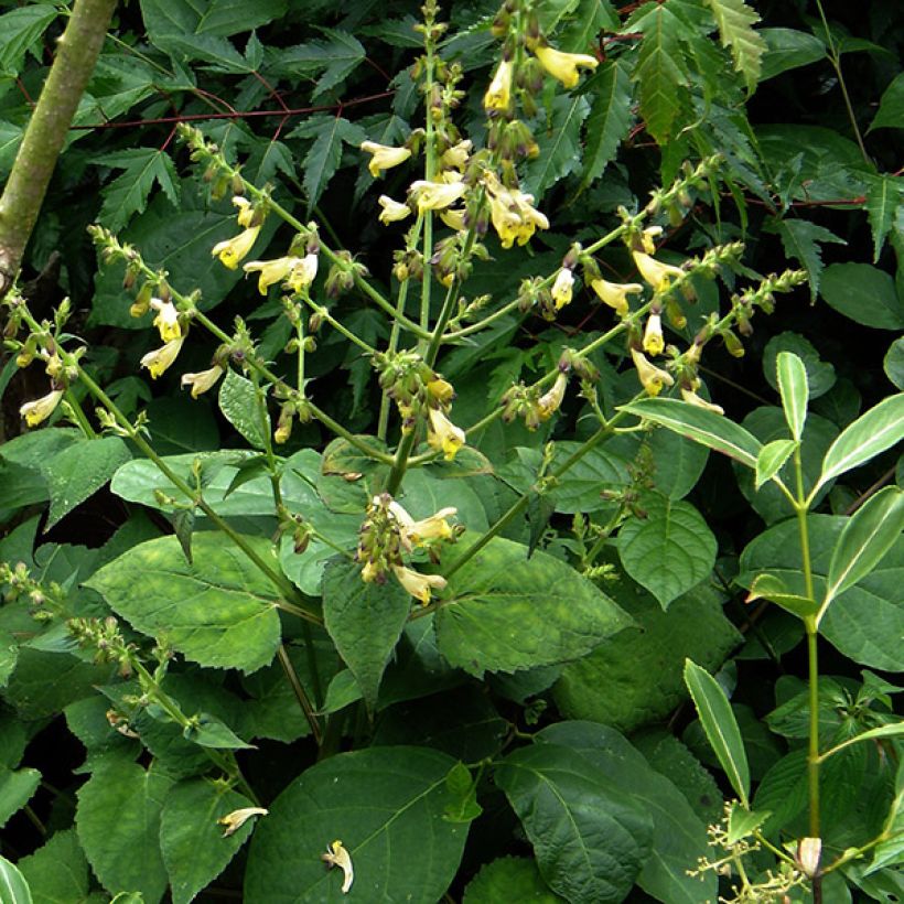 Salvia omeiana (Porto)